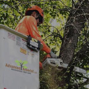 Advanced Arborist