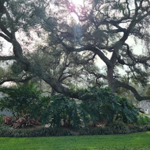 Brandon Tree Service