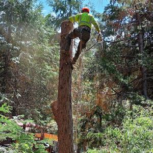 Elite Tree Services & Landscaping