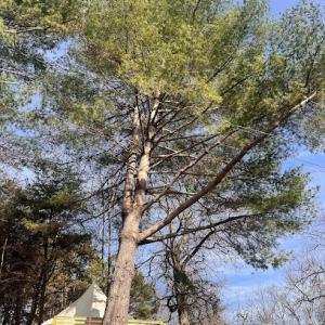 Arbory Tree Services