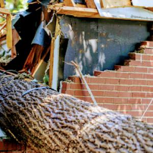 Disaster Masters Tree Service Specialist