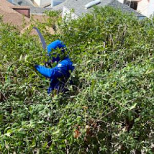 Elite Arborist