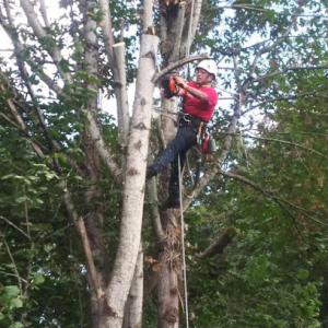 Western Tree Service