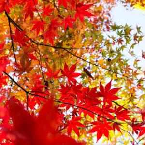 Hendricksen Tree Care