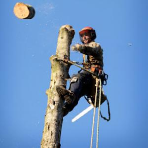 AAA Arborist Tree Experts
