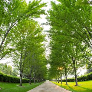 Flatirons Arbor Care