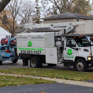 Buddy's Tree Service