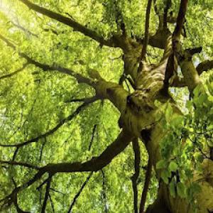 Becker's Tree Service