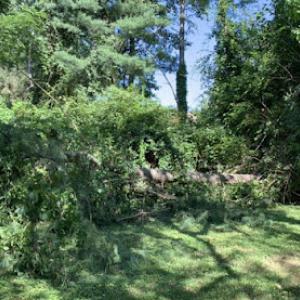 Kendy's Tree Trimming Service