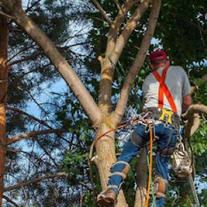 NYC Tree Trimming & Removal
