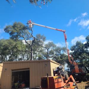 CalWest Tree Service In SLO