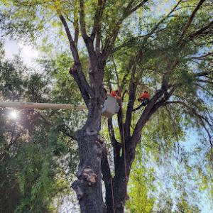 Los Osos Tree Service