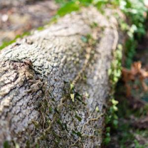 Quint's Tree Service