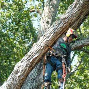 EastLake Tree Services