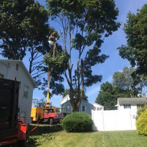 Scally's Tree Service