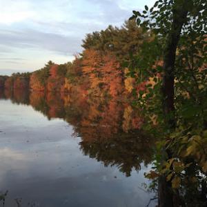 Tree Ninja, Seekonk MA