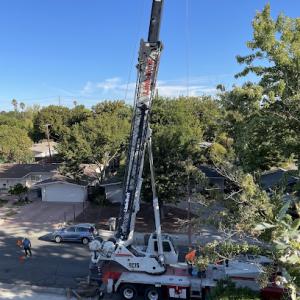 Spartan tree service