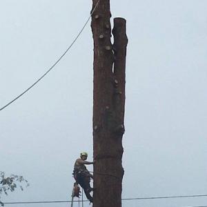 Larson Logging & Tree Service