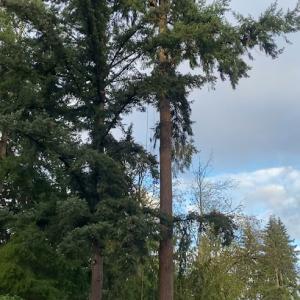 H&S Tree Services
