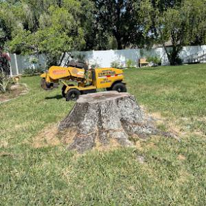 Lakeland Tree Stump Removal