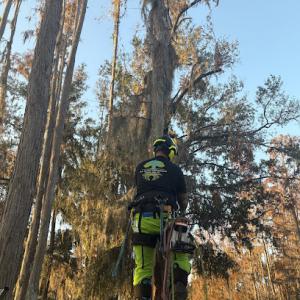 W.C. Bailey Tree Service