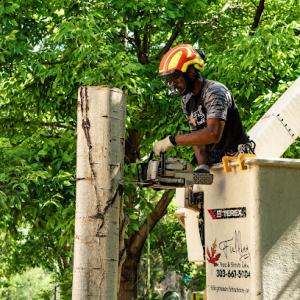 Fielding Tree Care
