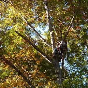 Tree Works Unlimited