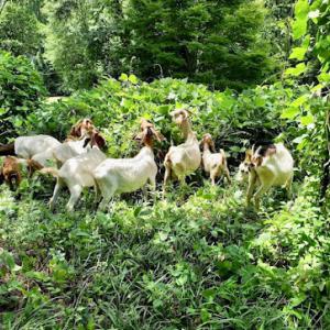 Get Your Goat Rentals