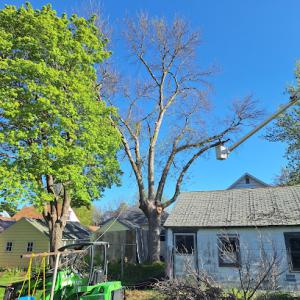 Rock Creek Tree & Stump Removal