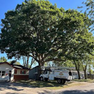 Sharper Image Tree Service