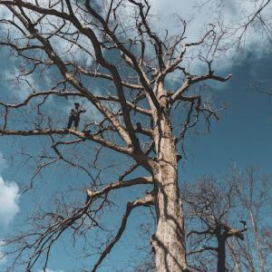 Everarbor Tree Services