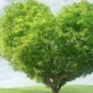 Next Level Tree Service