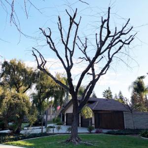 John's Tree Services