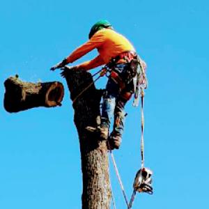 Campos tree service