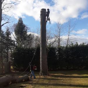 PR Tree Service