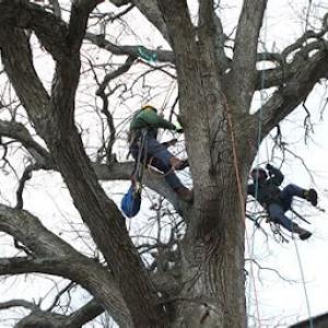 An-Affordable Tree Service
