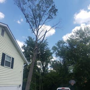 Anderson Tree Experts