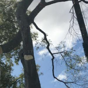 LumberJack Tree & Crane Experts