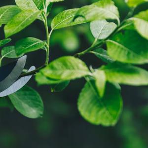 Aquila Tree & Landscape