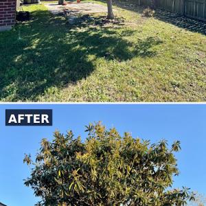 Premier Pruning Pros