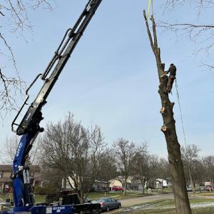 Vaughan's Tree Service