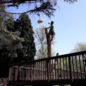 Arbor City Tree Care