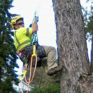 LandPro Landscaping & Tree