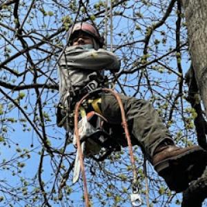 Royal Tree Service