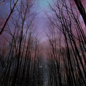 All Stars Tree Solutions