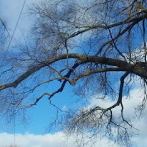 Advanced Arboriculture TREE SERVICE