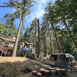 Single Line Tree Care