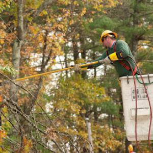 Inexpensive Tree Care