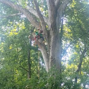 Clippers Tree Service