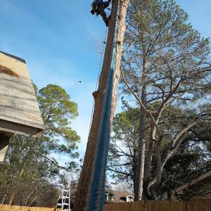 Lumberjack Tree Service